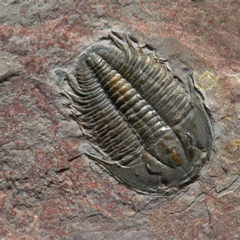 isopod fossil